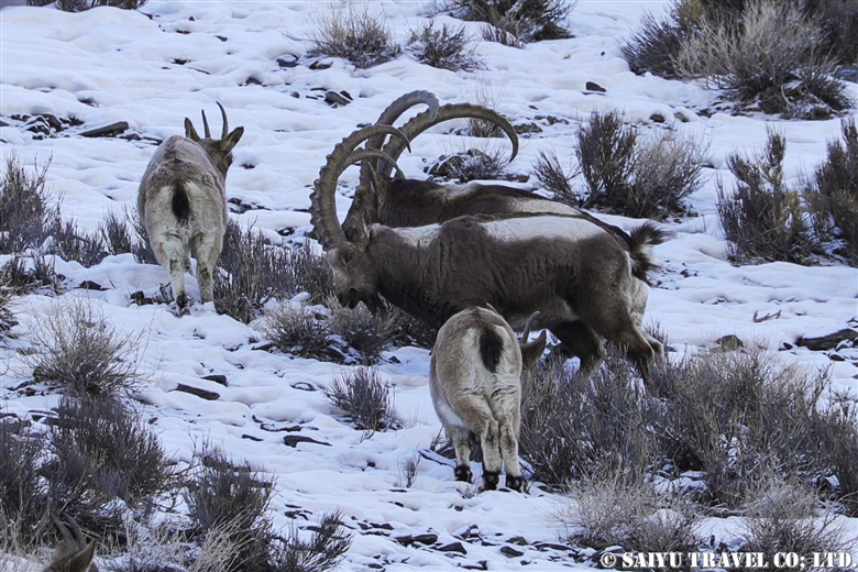 Himalayan Ibex – Khunjerab National Park